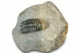 Detailed Crotalocephalina Trilobite - Atchana, Morocco #322281-5